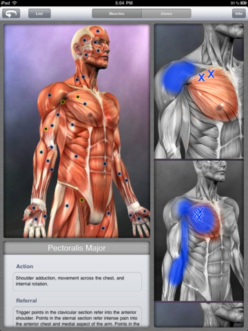 Chest Anatomy - Order