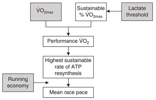 Endurance Adaptations - , Running tips